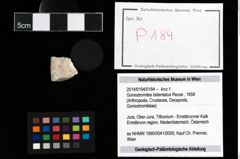 Foto (Objekt + Etikett) von Goniodromites bidentatus (Reuss, 1858)  (NHMW-GEO-2014-0194-0184)